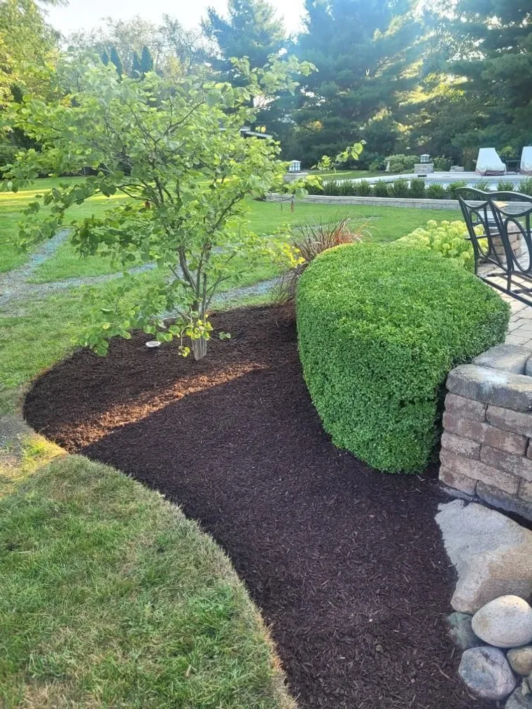 Freshly mulched landscape beds with shrubs