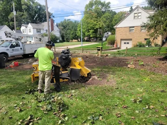Stump Grinding