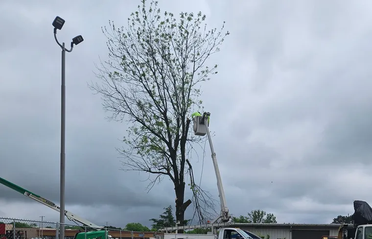 Professional tree removal crew at work
