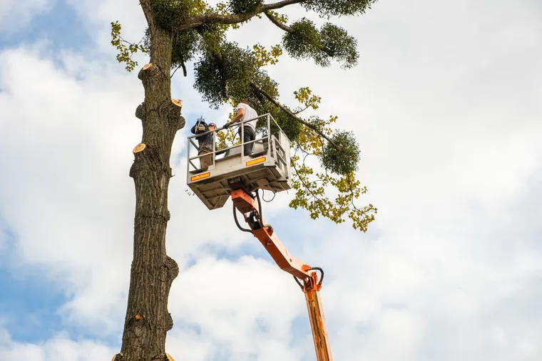 Service workers cutting tree branches from a lift platform